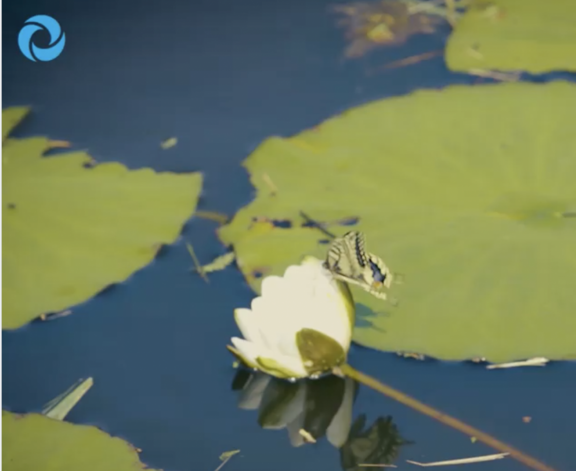 ( documentaire) Het Naardermeer: Vakmanschap met de natuur