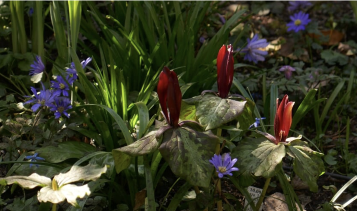Fraaie tuinen bewonderen tijdens Open Tuinenweekend Groei en Bloei 18 en 19 juni
