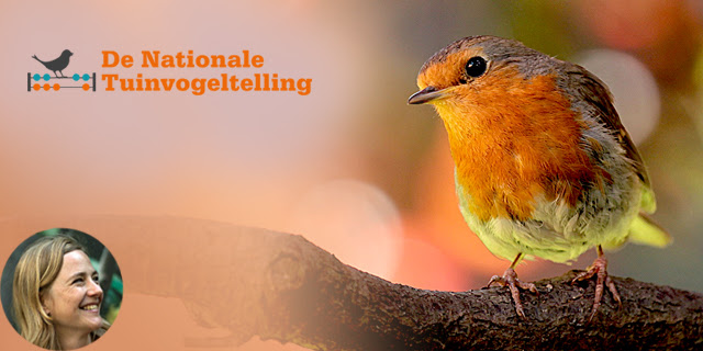 Nationale Tuinvogeltelling in de winter: tel mee!