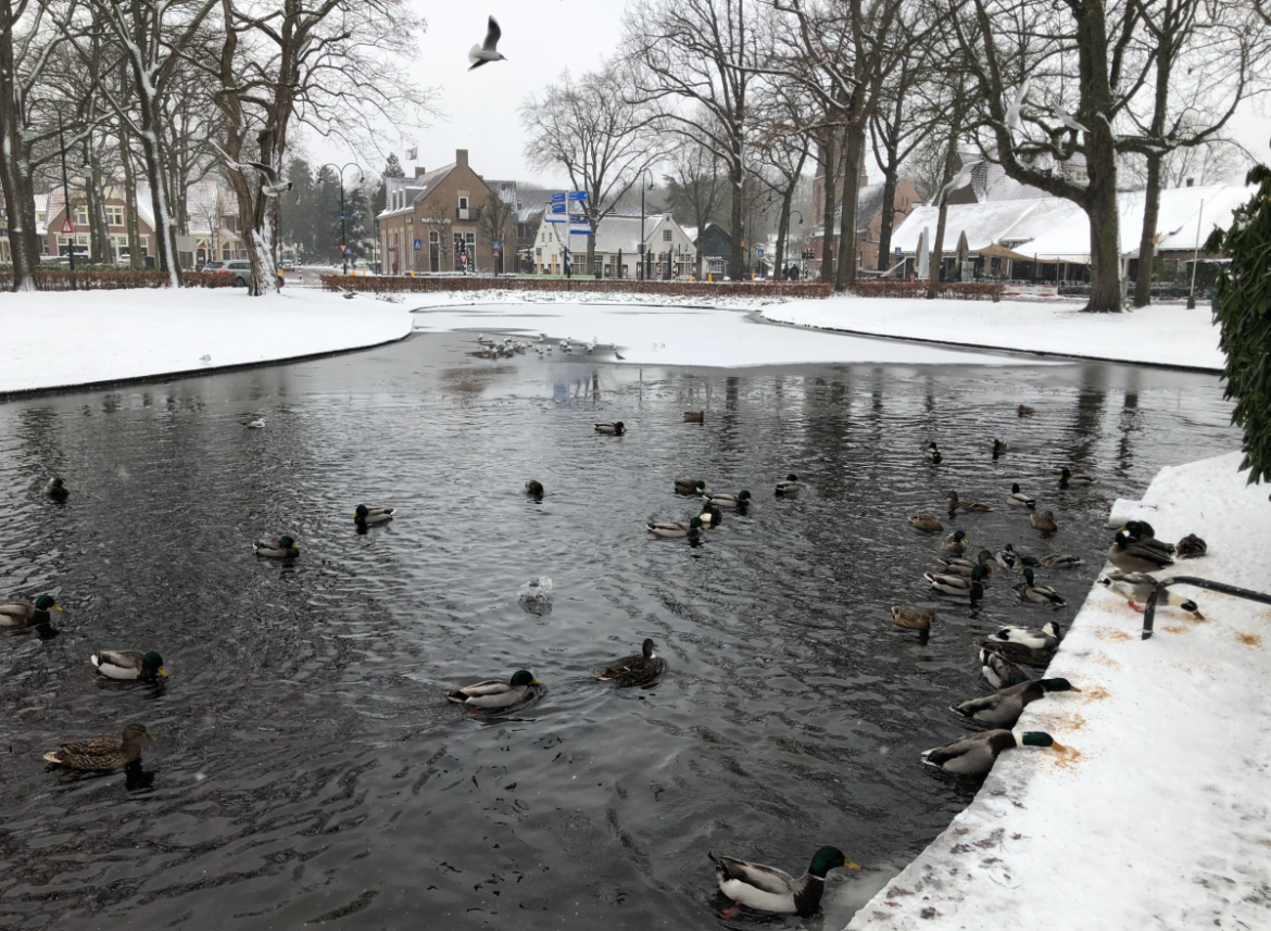 Volgende week grote kans op vorst, natte sneeuw en waterkoud weer