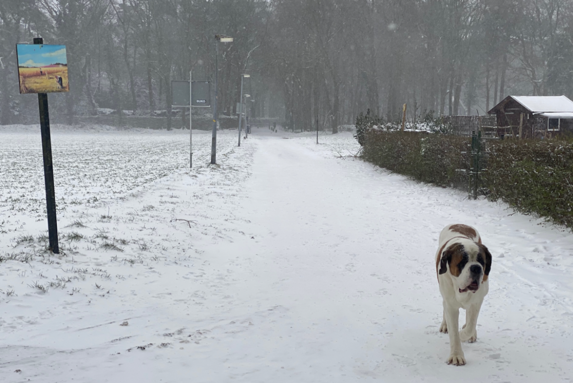 Morgen veel sneeuw op komst