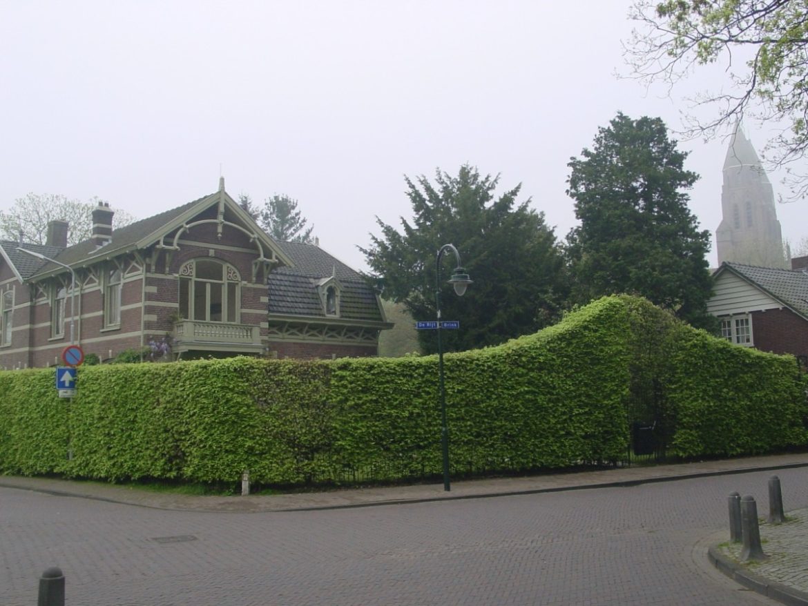 Larens Behoud opent de aanval op Bol an wegens gekapte monumentale boom. Bol an antwoordt…