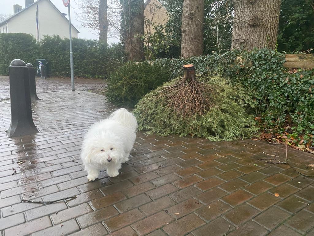 Inzameling Kerstbomen…