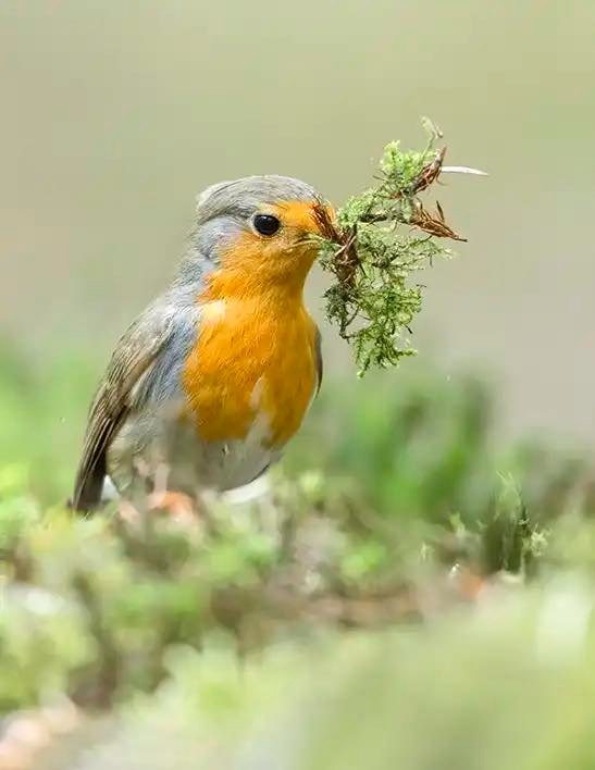 Wintergast en broedvogels