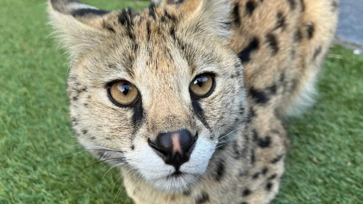 Gooise serval na tweeënhalve maand eindelijk gevangen