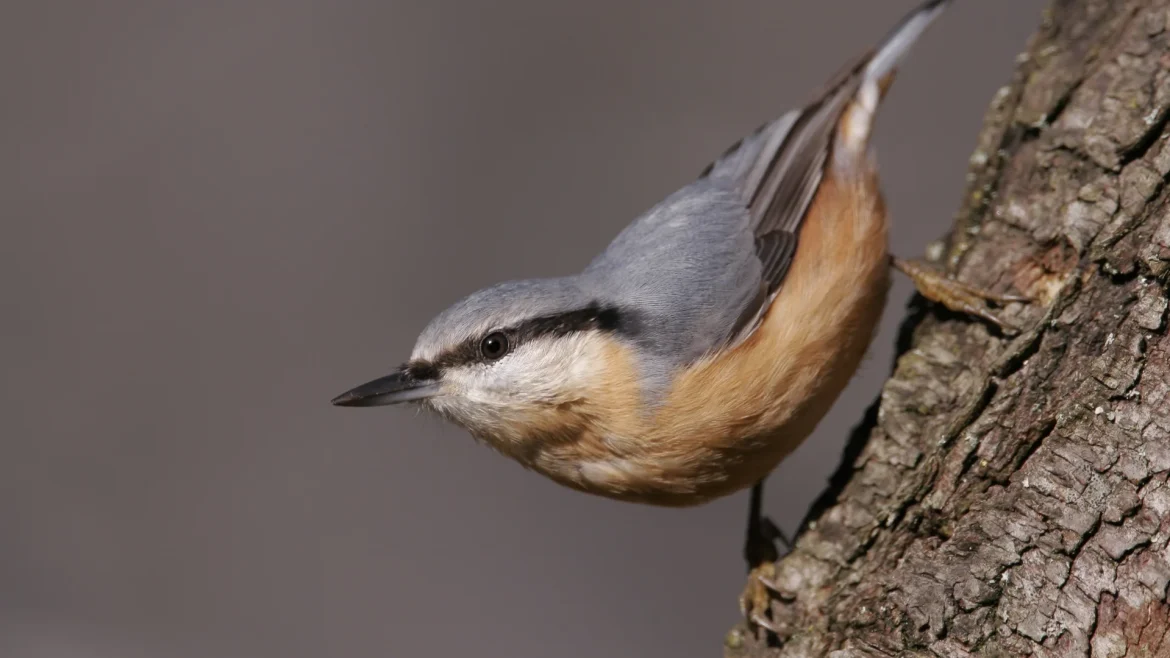 Stichting Lodewijk de Kort uit Eemnes schenkt 1,5 hectare bos aan Goois Natuurreservaat