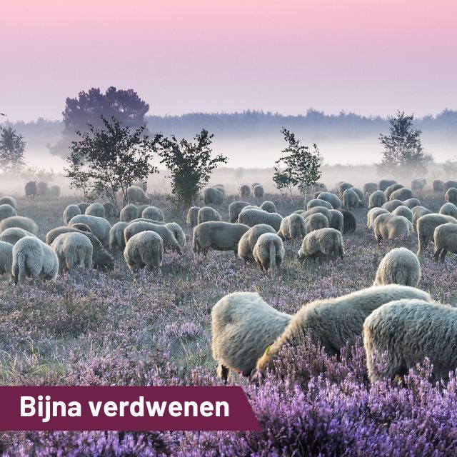 Het Drentse heideschaap…