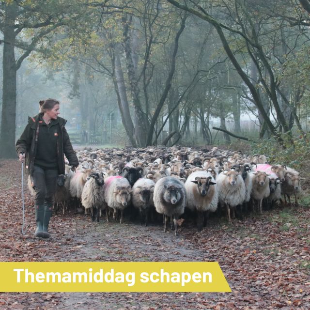 Themamiddag over schapen…