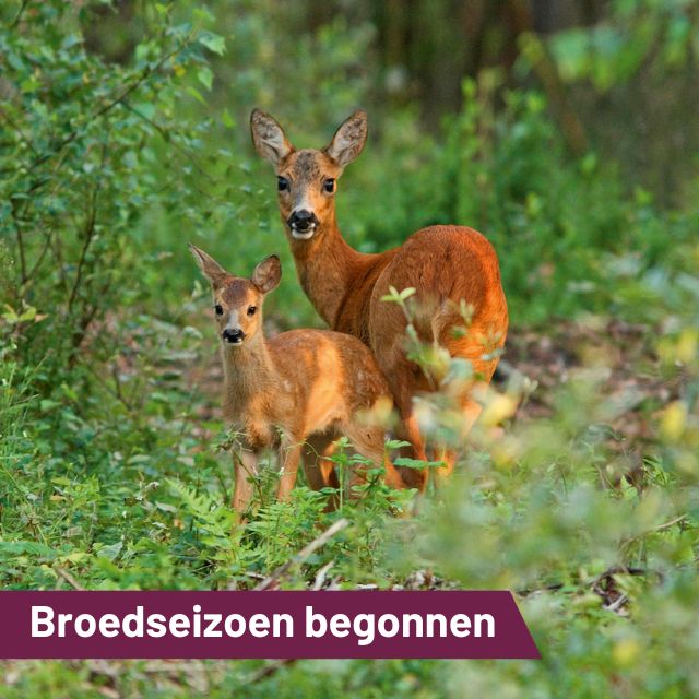 Broedseizoen weer begonnen…