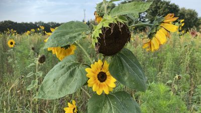 Bol-an 309: Drieluik ‘De zonnebloemen van Van Gogh,die in Laren nooit tot volle bloei kwamen Deel 3 (slot)