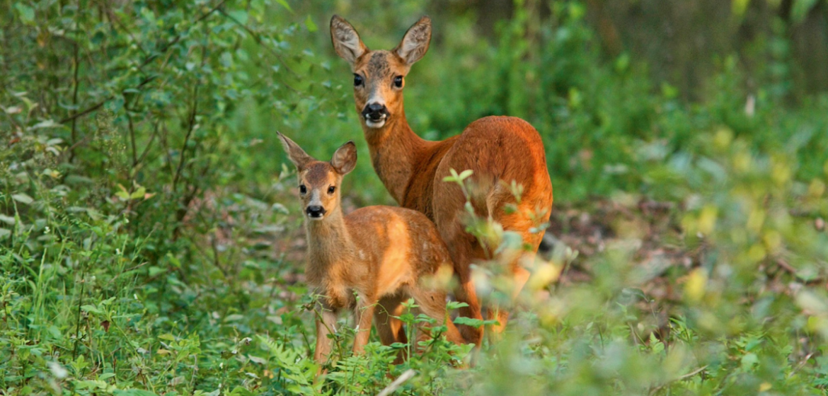 Natuurorganisaties slaan handen ineen: broedseizoen aangebroken