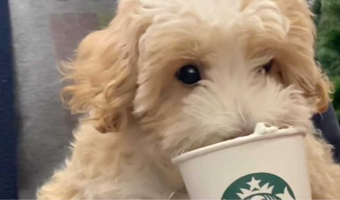 Puppuccino: Gooise dog mom schenkt koffietje voor de hond. ’Dit wordt een hit’