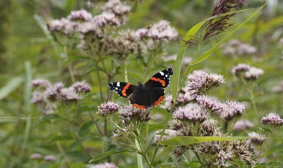 Insecten krijgen eigen Bed & Breakfast