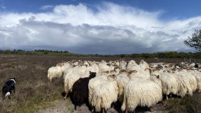 Dag van een herder vandaag…