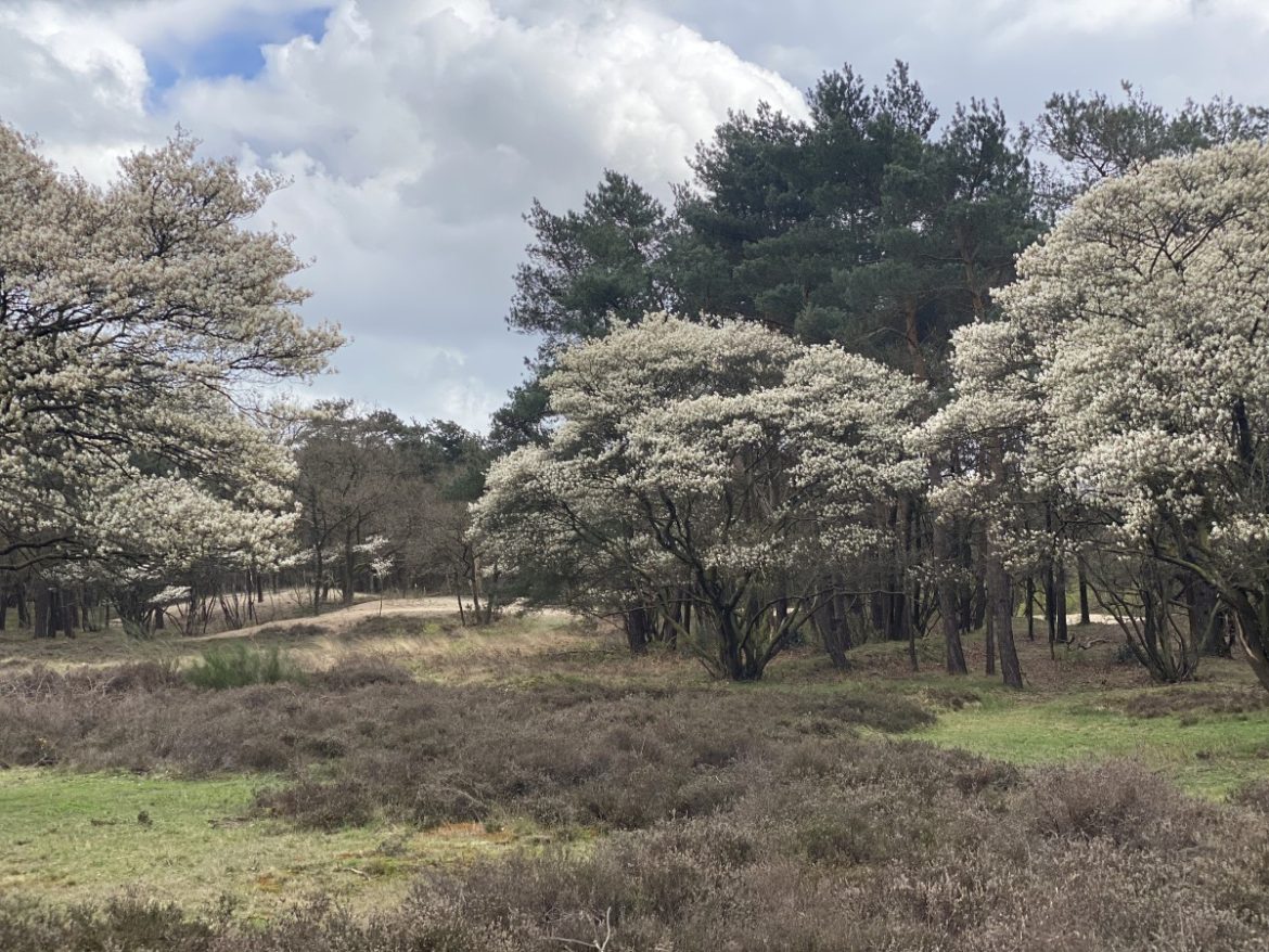 Lentetocht naar bloeiende stadsparken