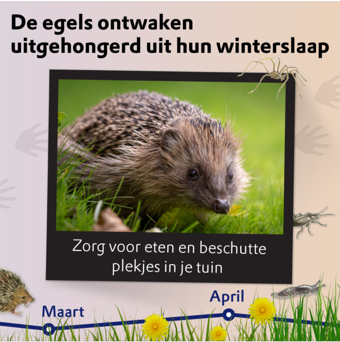 Het gaat niet goed met de egel…