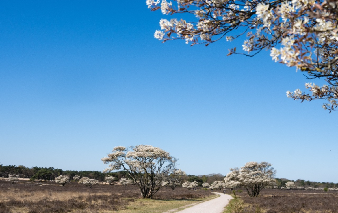 (video) Bloeiende krentenbomen: Het is lente!