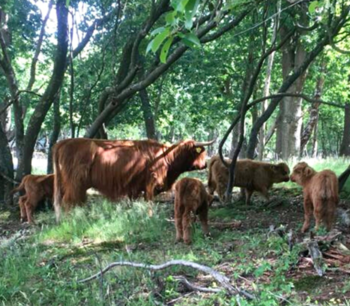 GNR: laat Schotse hooglanders met rust. ’Knuffelknoeien moeten anders misschien geslacht worden’