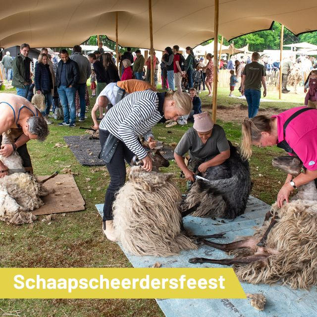 1 juni Schaapscheerdersfeest…