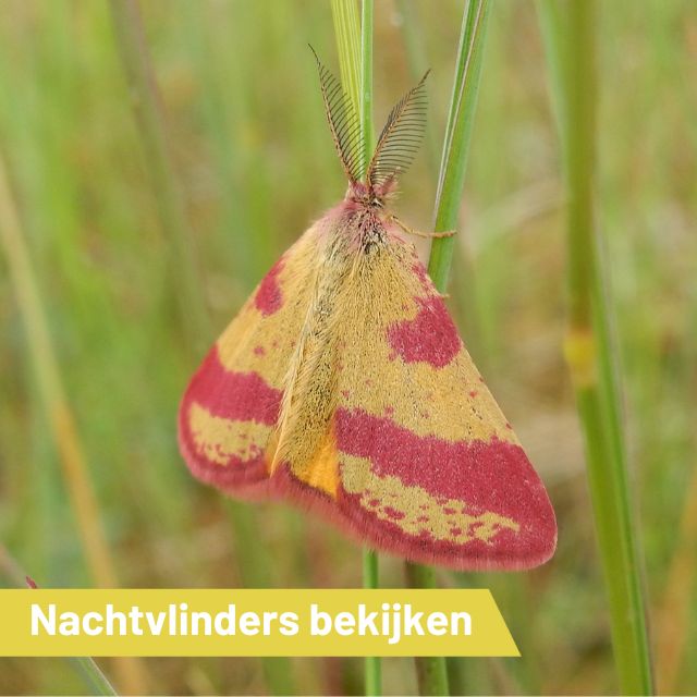 Excursie verplaatst naar zaterdagavond 25 mei!