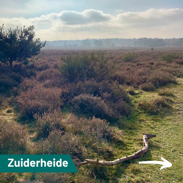 De Zuiderheide…