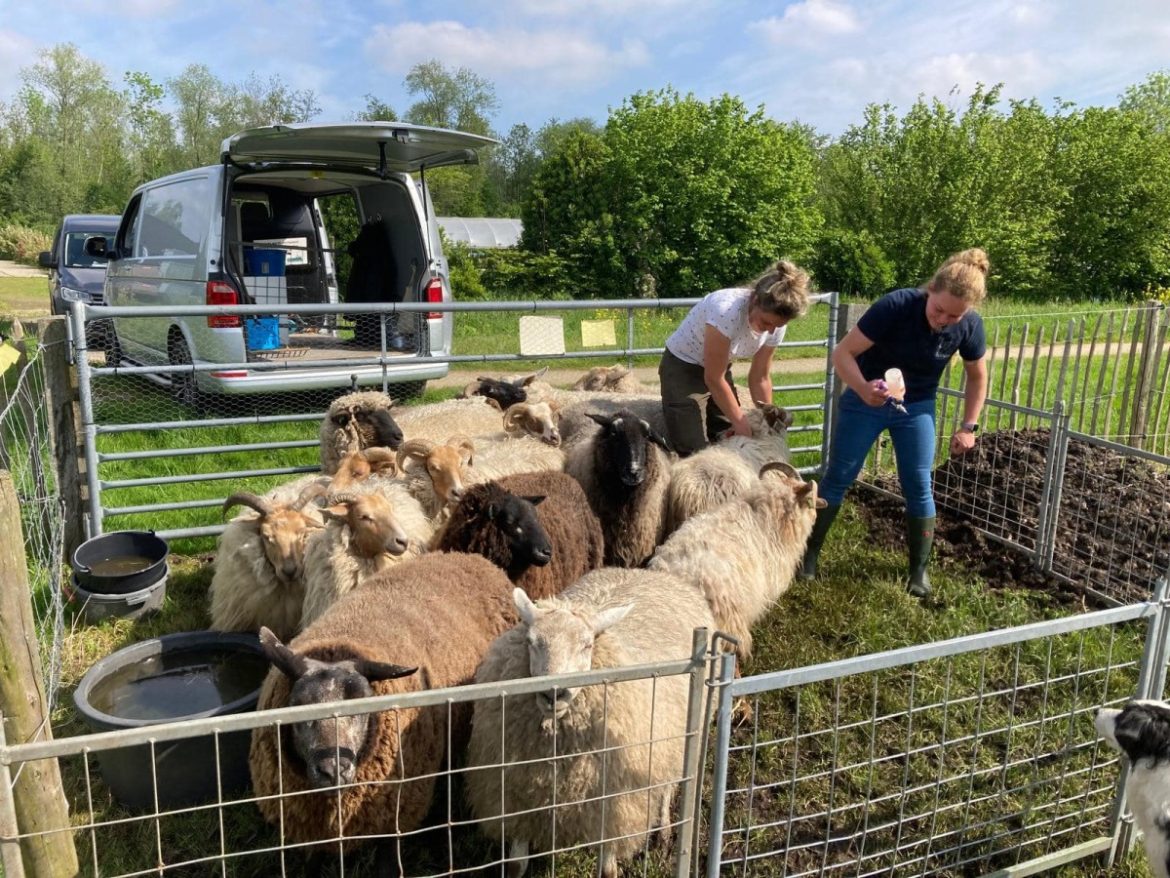 Schapen gevaccineerd tegen blauwtong