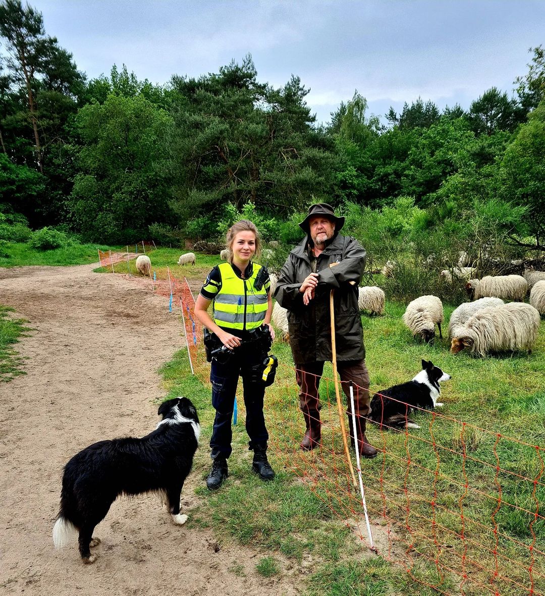 Schaapjes op ‘t droge in Laren…