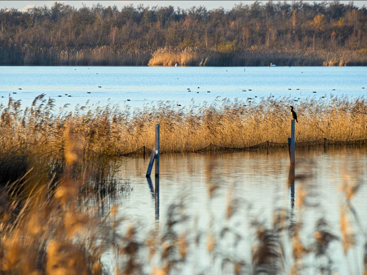 Vroege Vogelvaart op het Naardermeer