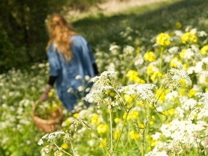 Wildplukwandeling met herbalist Leoniek Bontje is volgeboekt