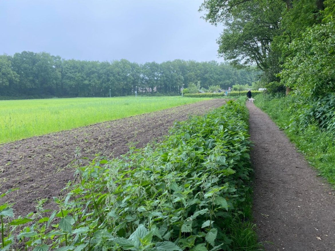 Akkerranden straks WEER fleurig en geurig…