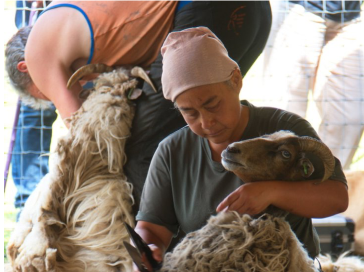 Jaarlijkse Schaapscheerdersfeest in aantocht: ‘Tijdens het schapen scheren is er heel veel te zien’