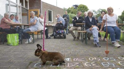 Op welke tegel poept het konijn?