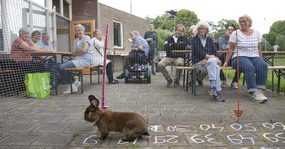 Op welke tegel poept het konijn?