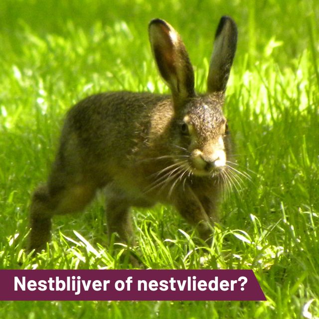 Wat is het verschil is tussen nestblijvers en nestvlieders?