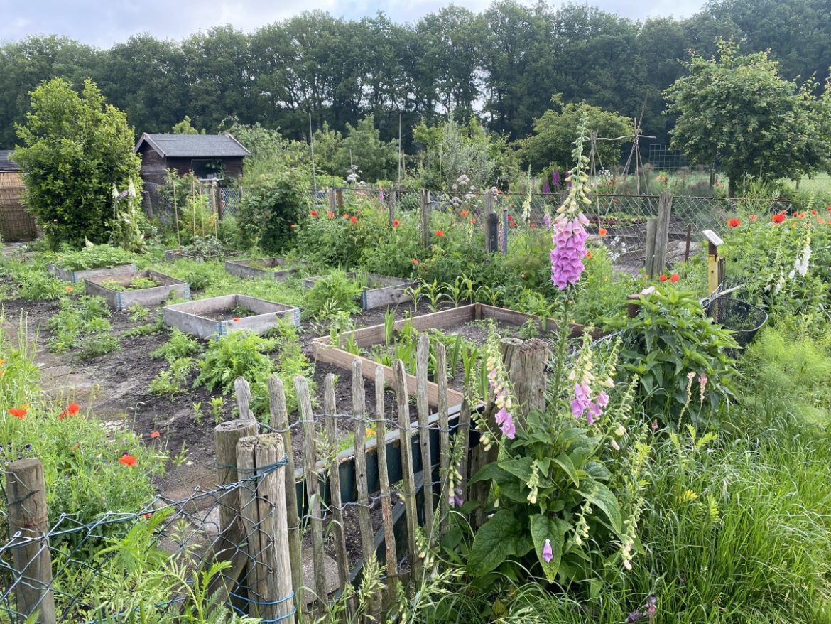 1429 x bekeken op 5 juni+ Top 10 meeste gelzen berichten