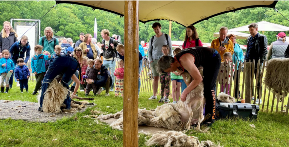 Schaapscheerdersfeest op Blaricummerheide groot succes