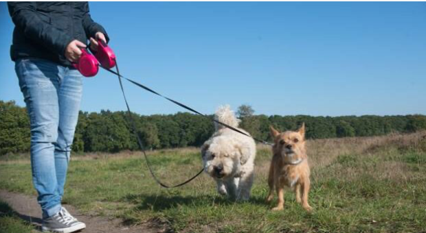 Gooise boswachters waarschuwen: laat je hond niet zomaar loslopen