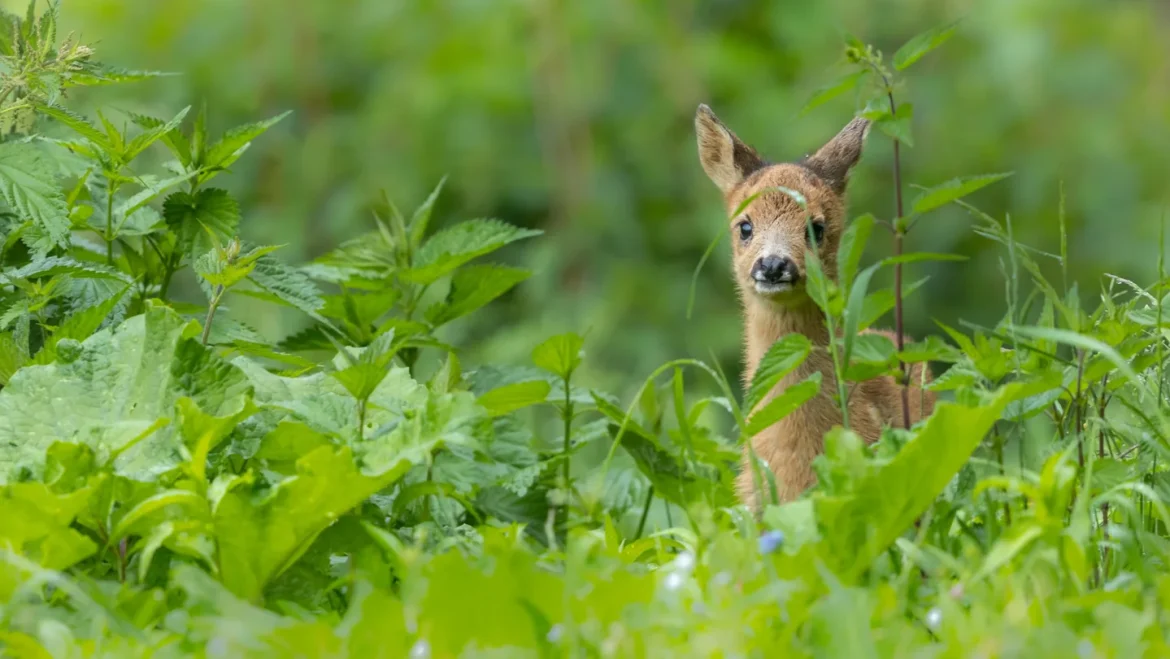 Goois Natuurreservaat hard op zoek naar donateurs: ‘Druk op natuur groter dan ooit’