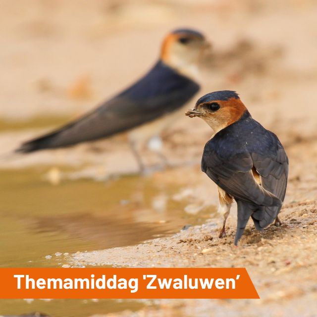 Zwaluwen…