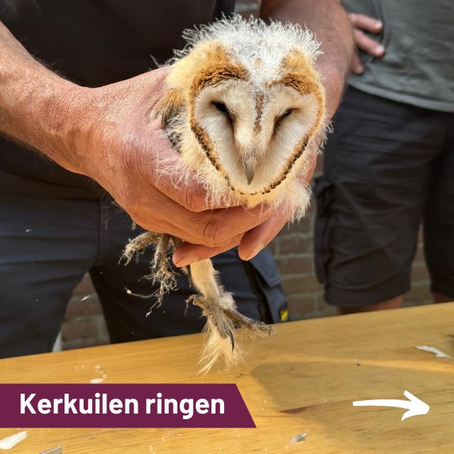 Kerkuilen nog beter beschermd…