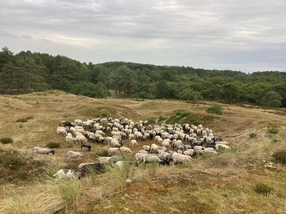 Op zoek naar een herder. ( niet voor het Gooi)