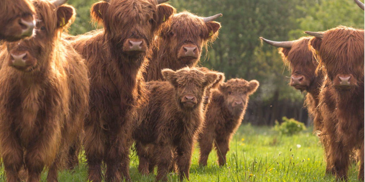 Grote grazers in het Gooi…