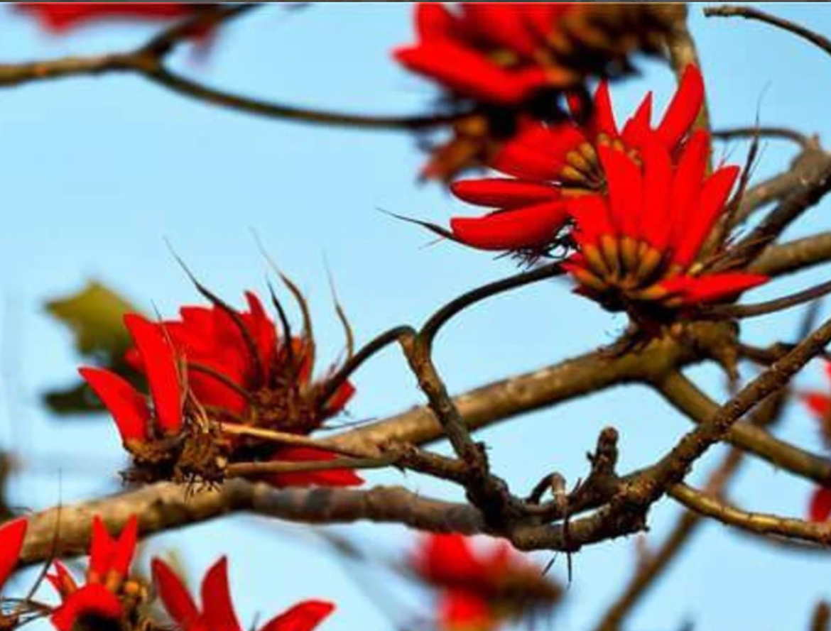 Honderden ‘racistische’ planten krijgen een nieuwe naam