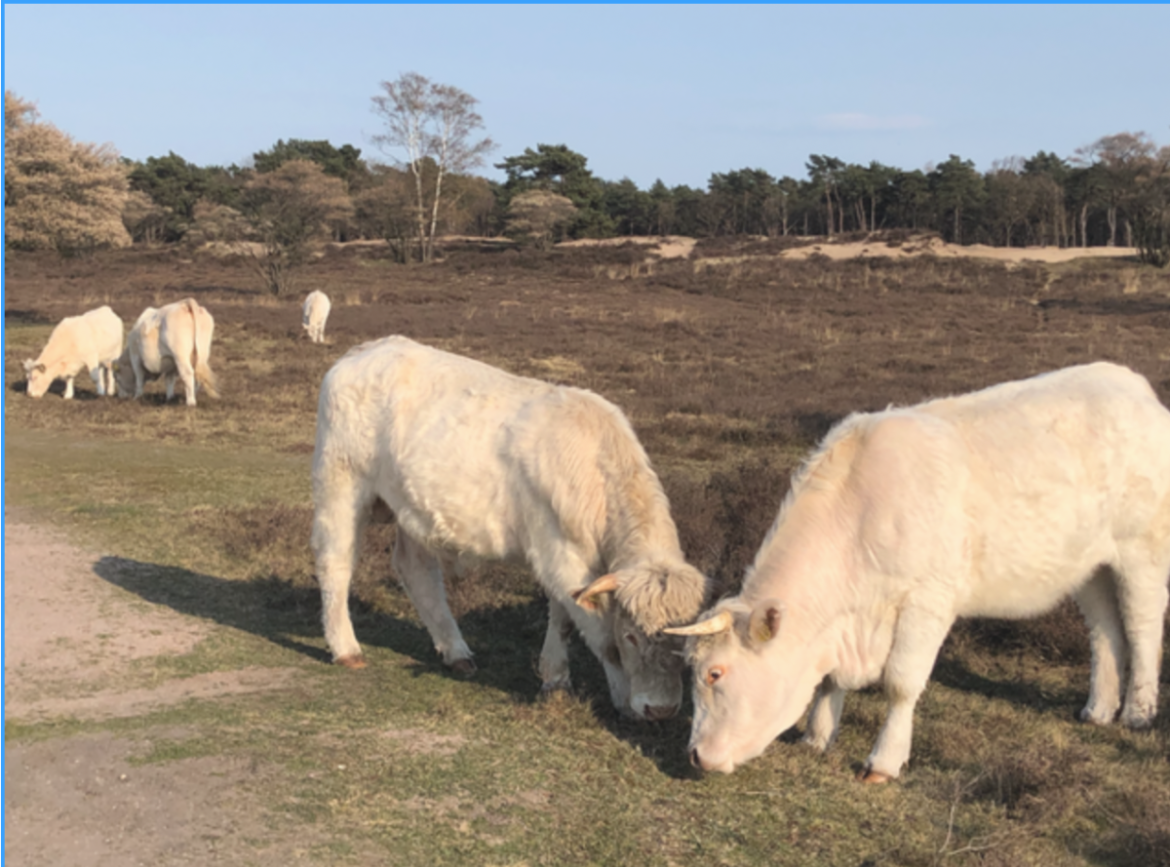 De Charolais-runderen gaan verdwijnen uit de natuurgebieden van het Goois Natuurreservaat (GNR)