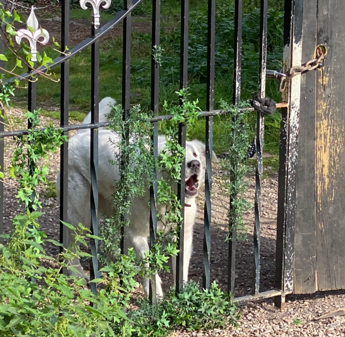 Hond van beruchte krakersvilla in Laren valt voorbijgangers aan