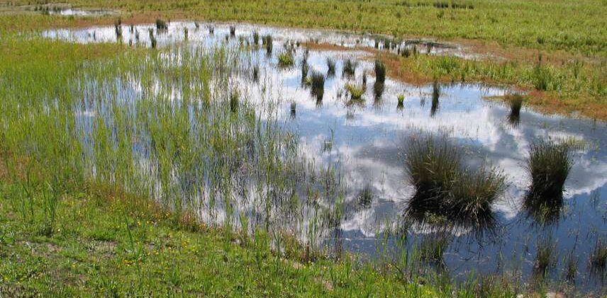 Maandelijkse excursie Laarder Wasmeer