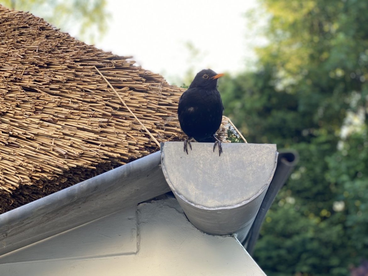 Provincie helpt om woningen sneller natuurvriendelijk te isoleren 