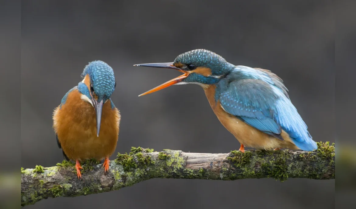 IJsvogels broeden nu ook in Laren