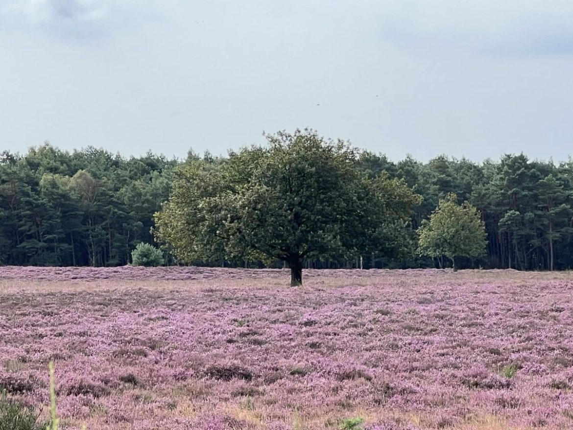 De hei in volle bloei…