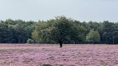 De hei in volle bloei…